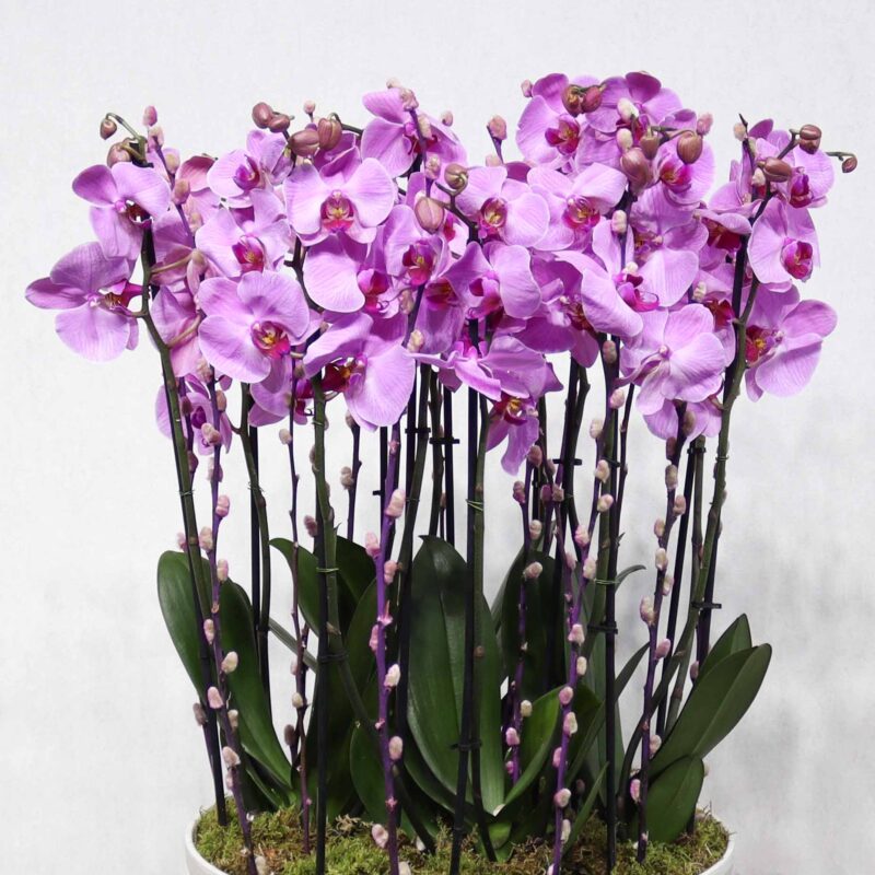 Pink Orchid II - Image 2
