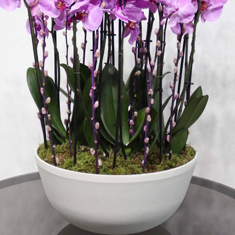 Pink Orchid II - Image 3