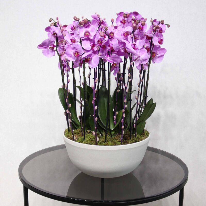 Pink Orchid II