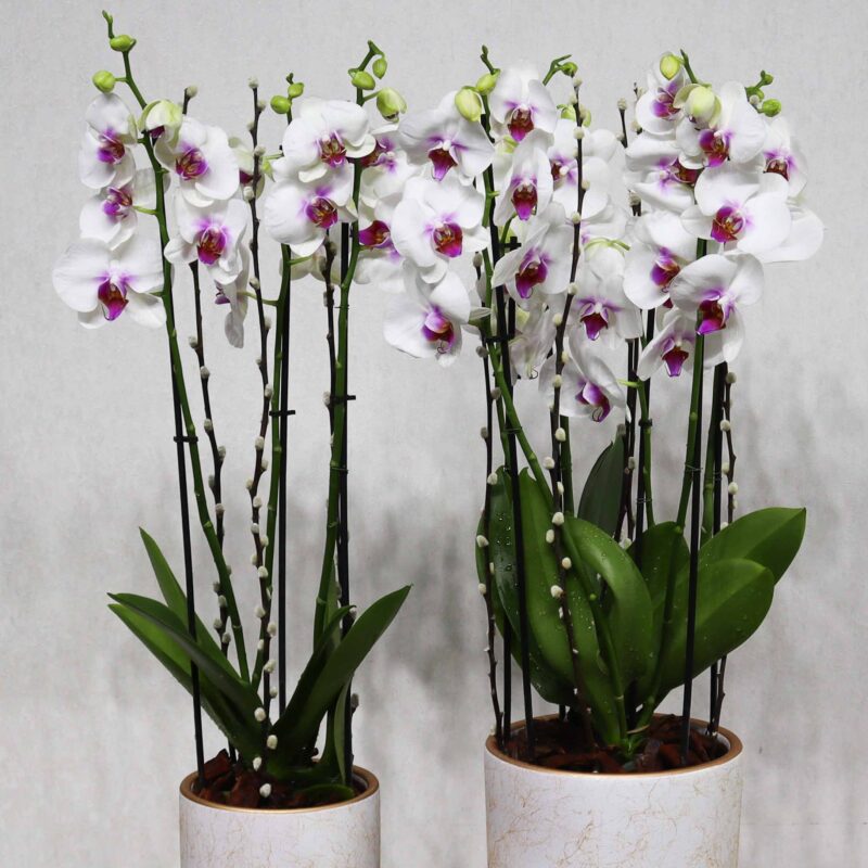 Double Bloom - Image 2