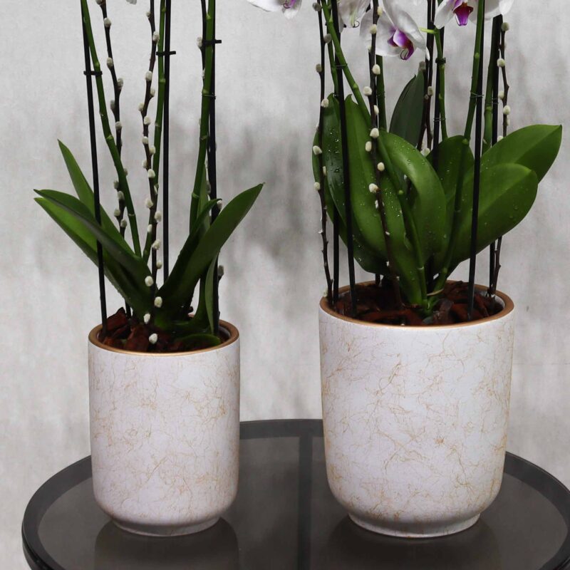 Double Bloom - Image 3