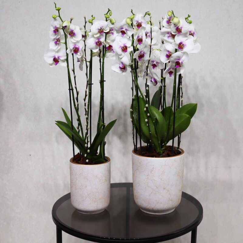 Double Bloom