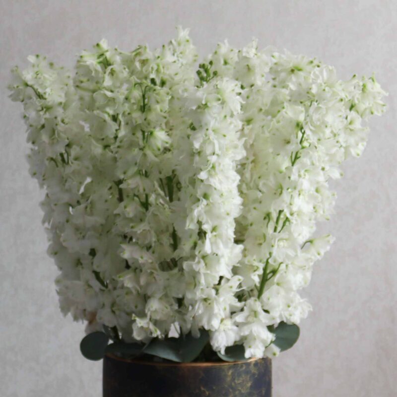 White Delphinium - Image 2