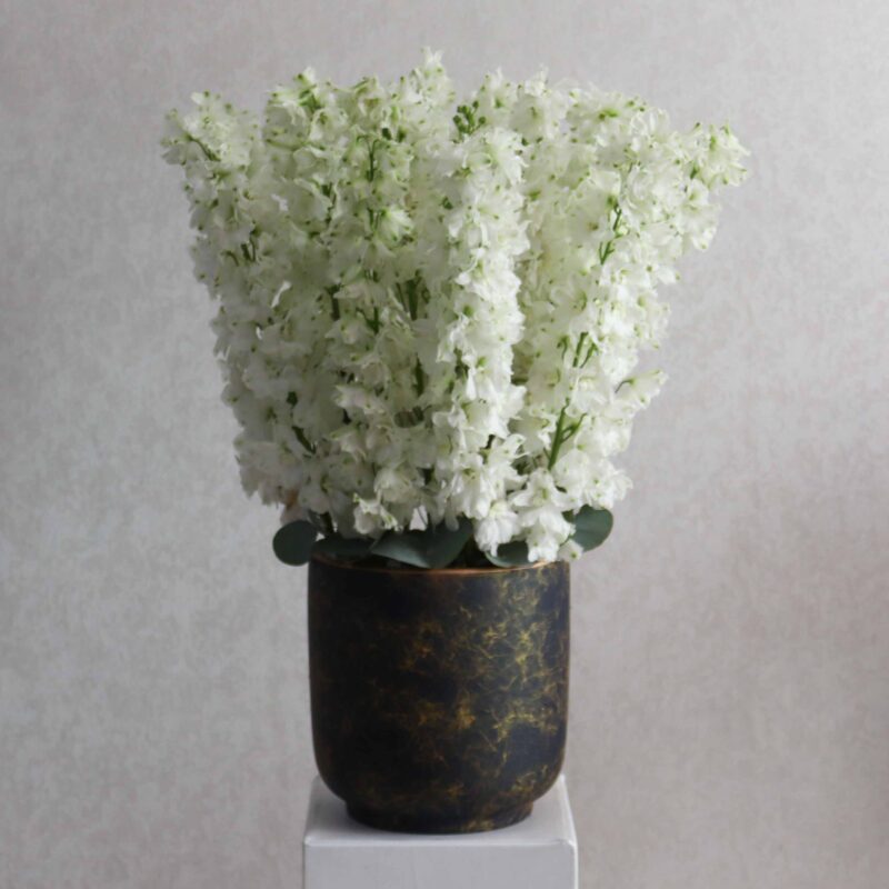 White Delphinium