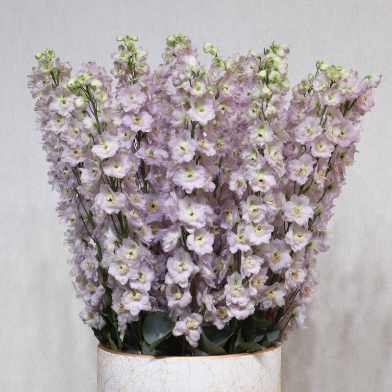 Mild Purple Delphinium - Image 2