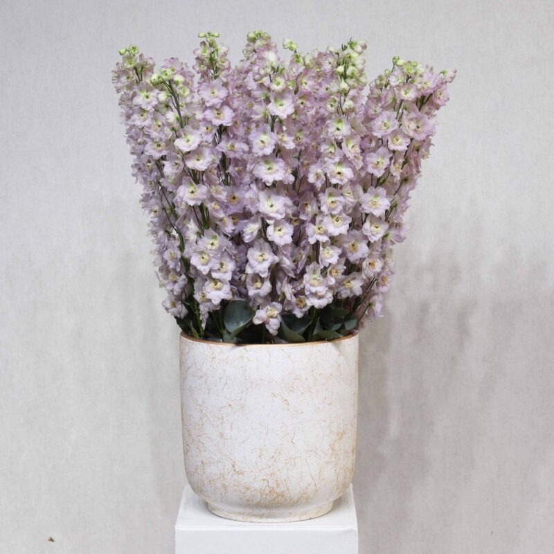 Mild Purple Delphinium