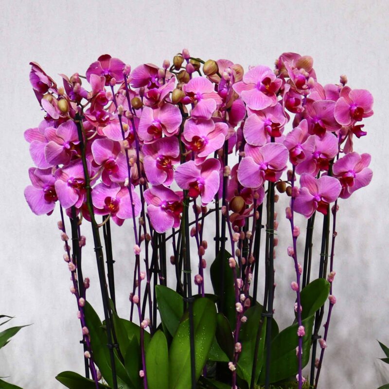 Floral Thrills III - Image 2
