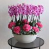 Alluring Blooms XL