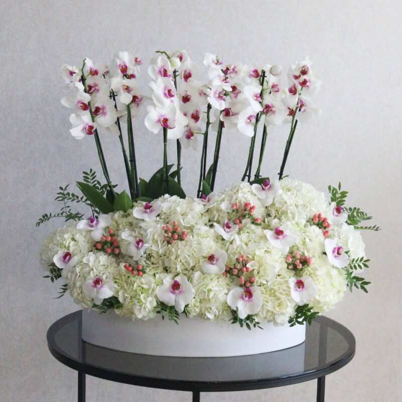 Orchid Beauty