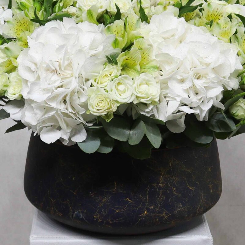 Blanche Beauty - Image 3