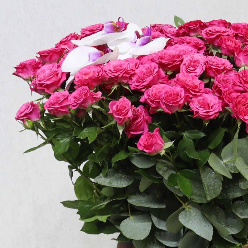 Beautiful Fuchsia - Image 2