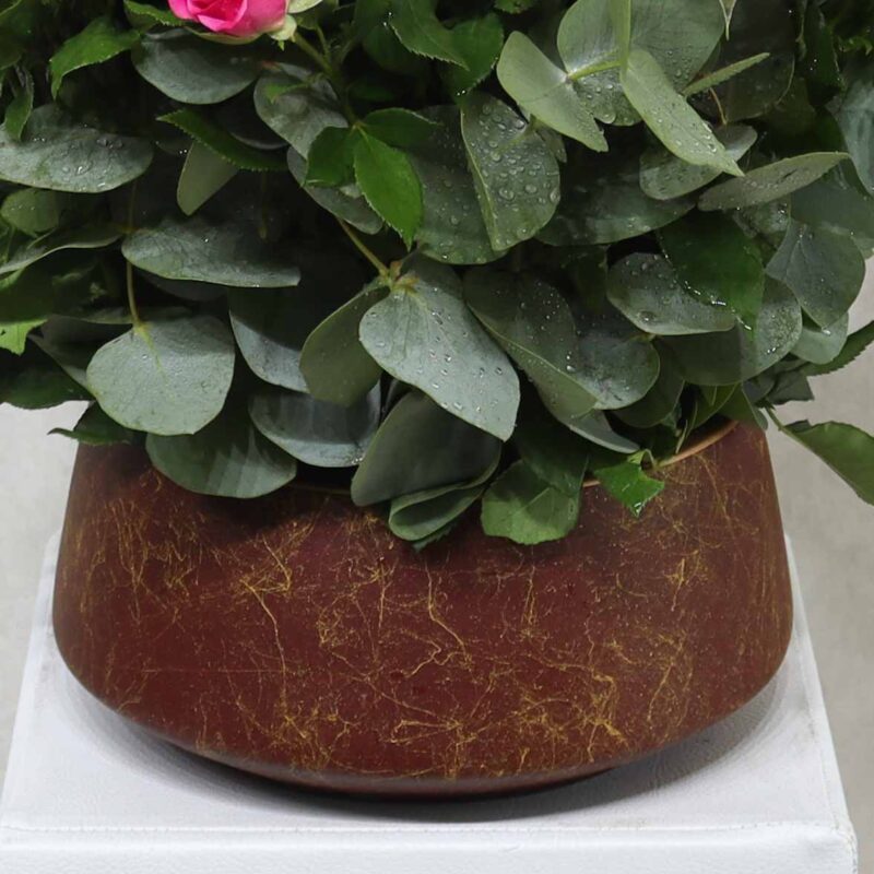Beautiful Fuchsia - Image 3