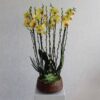 New Blooms