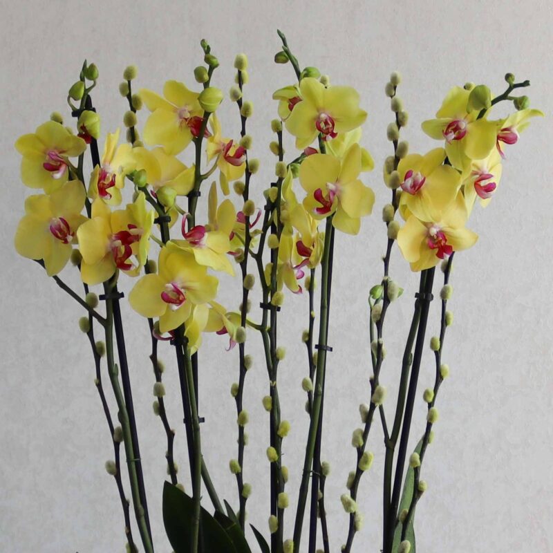New Blooms - Image 2