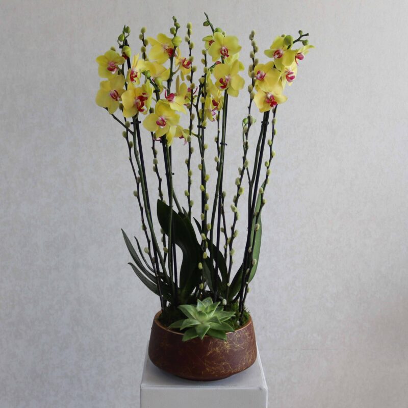 New Blooms