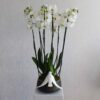 New Blooms II