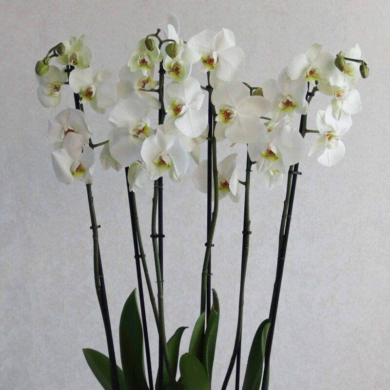 New Blooms II - Image 2