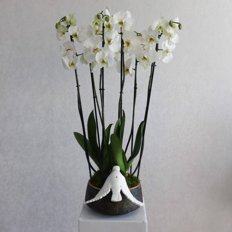 New Blooms II