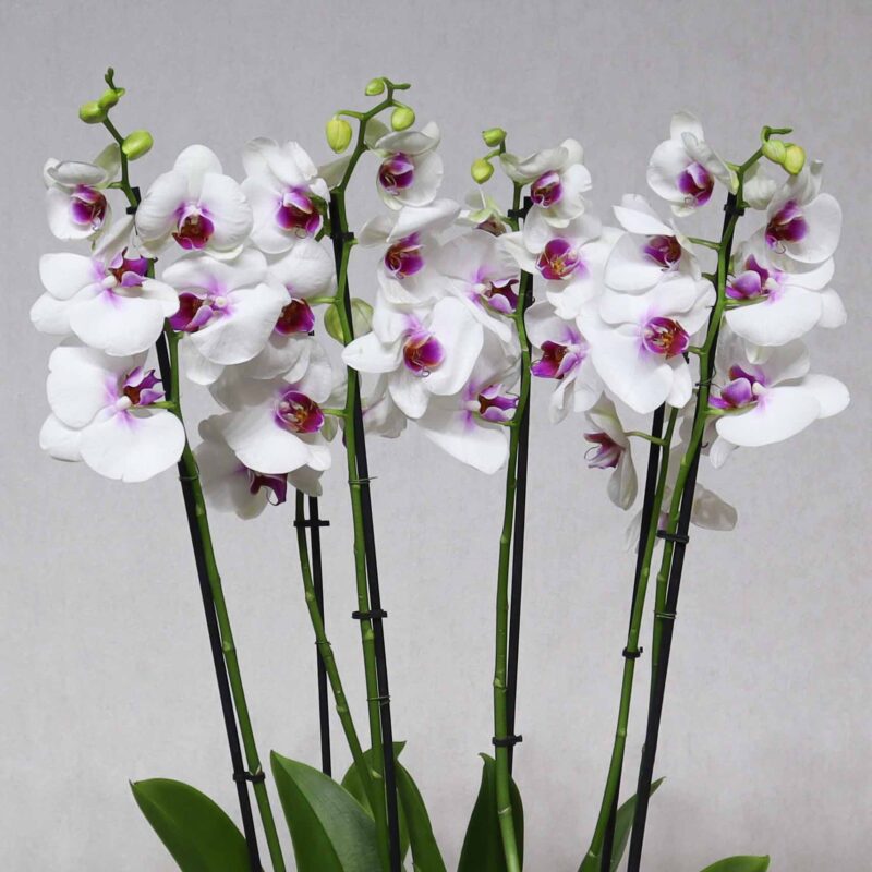 New Blooms III - Image 2