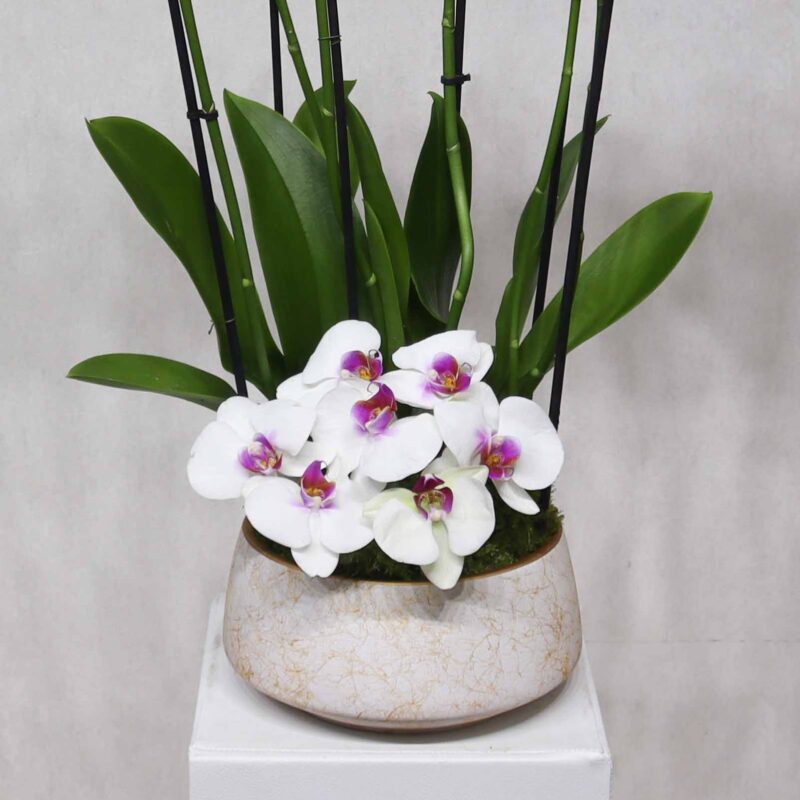 New Blooms III - Image 3