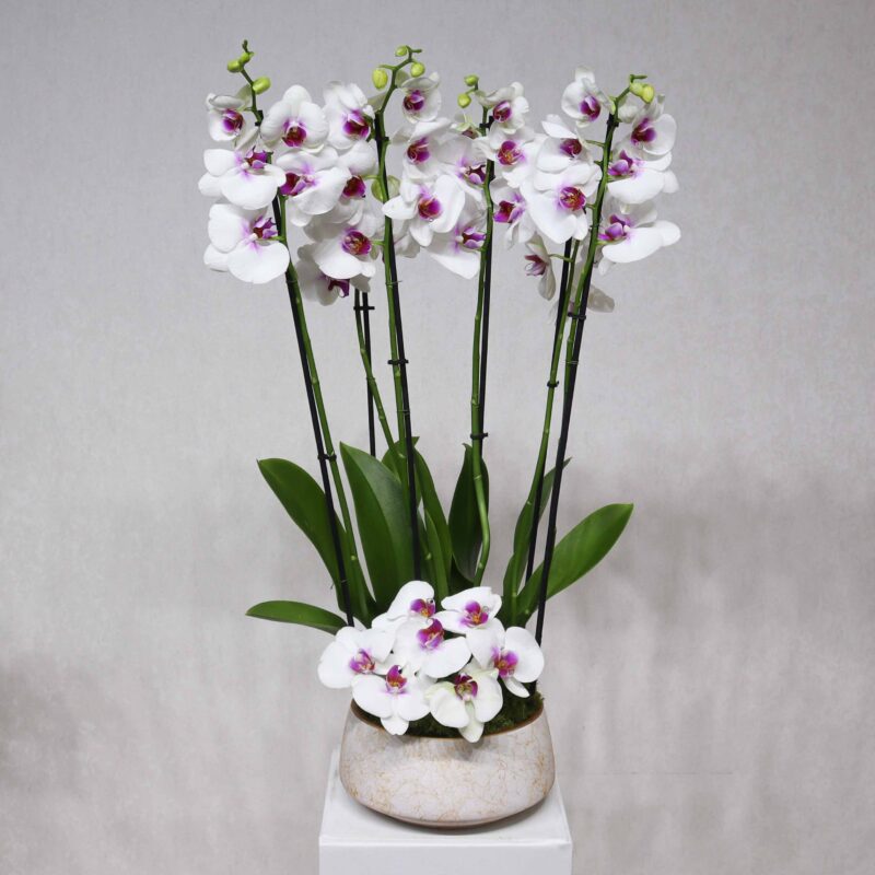 New Blooms III