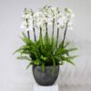 Orchid Garden II