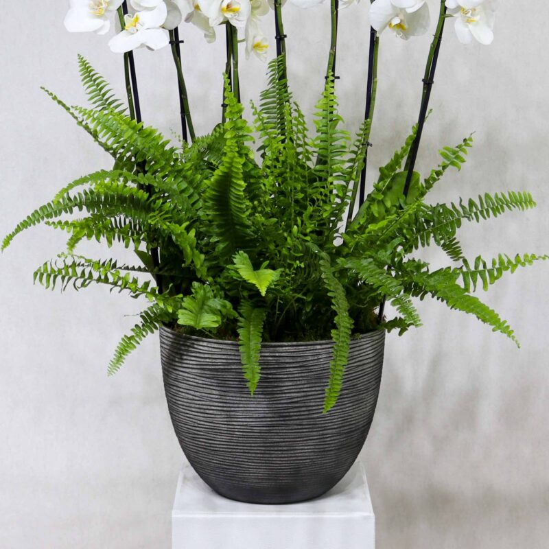 Orchid Garden II - Image 3