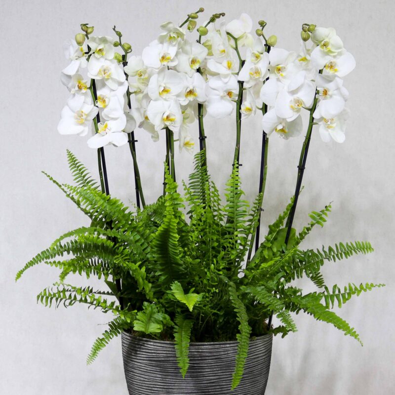Orchid Garden II - Image 2