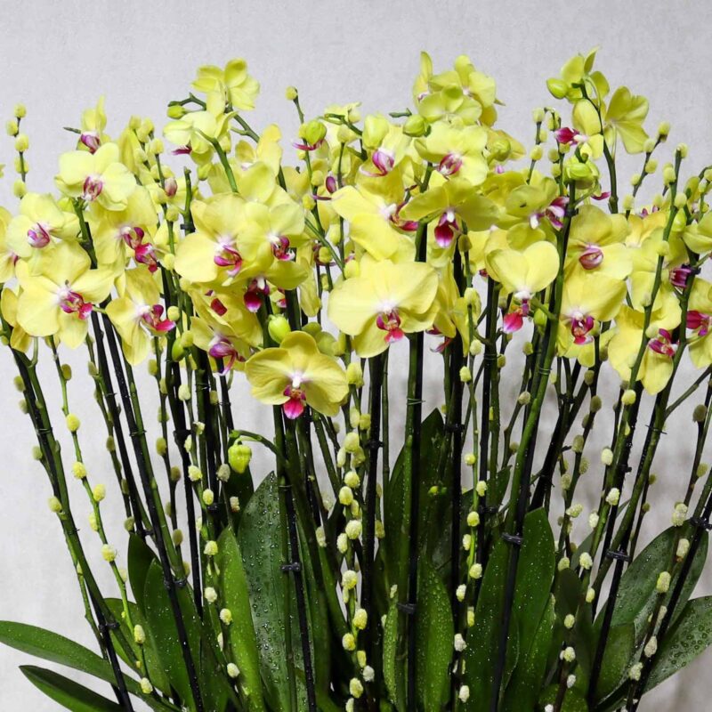 Elite Blooms - Image 2