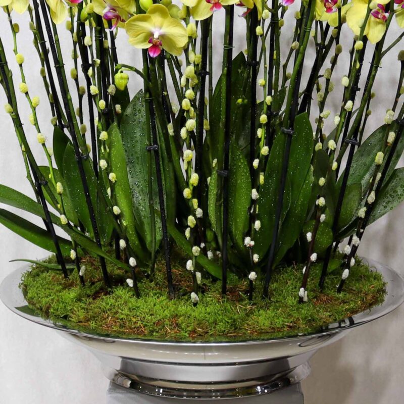 Elite Blooms - Image 3
