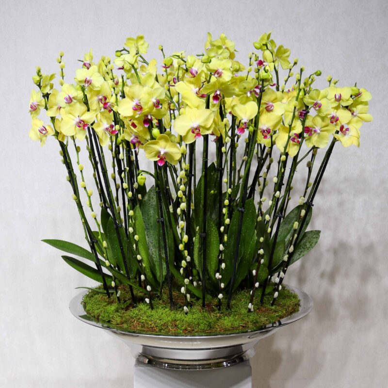 Elite Blooms