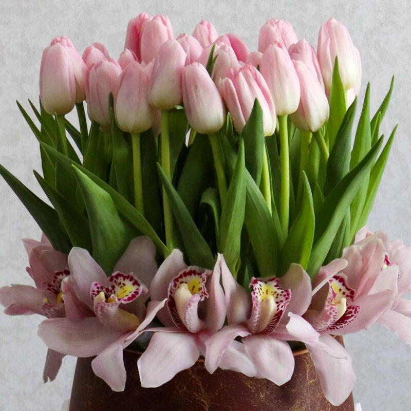 New Tulip - Image 2