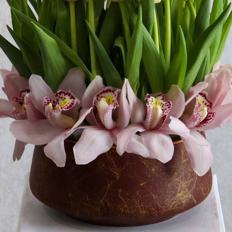 New Tulip - Image 3