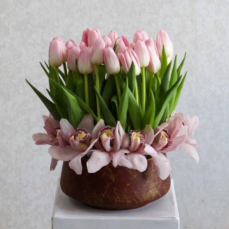 New Tulip
