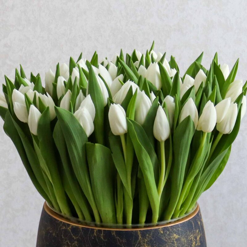 Tulip New 2 - Image 2