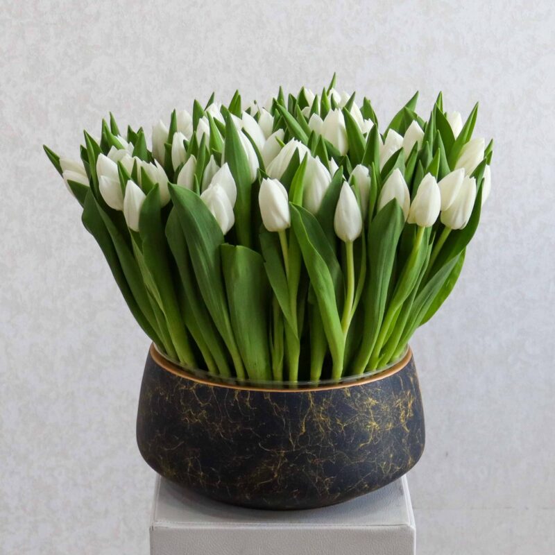 Tulip New 2