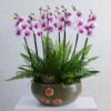 Large Orchid Garden