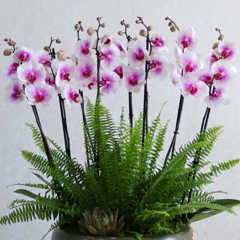 Large Orchid Garden - Image 2