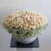 Cymbidium Bloom White