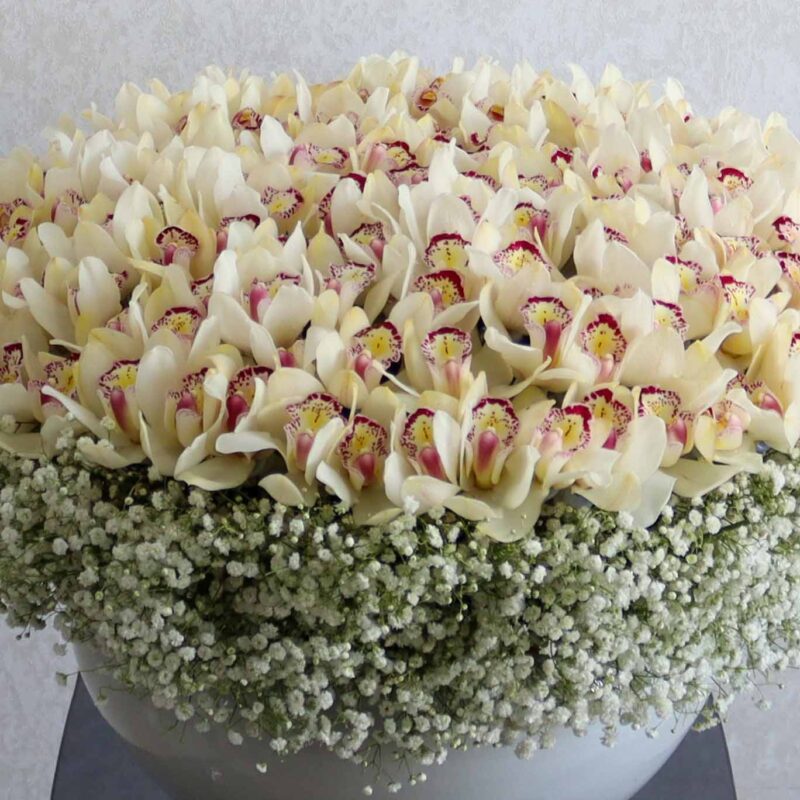 Cymbidium Bloom White - Image 2