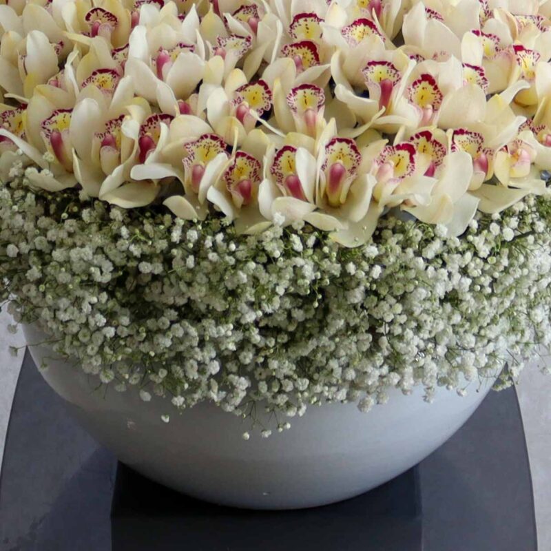 Cymbidium Bloom White - Image 3