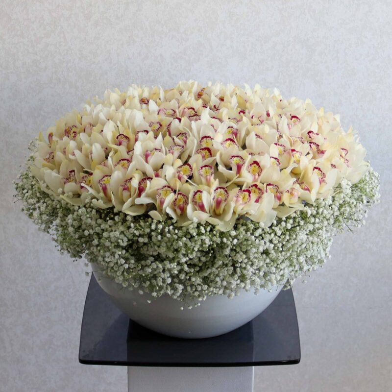 Cymbidium Bloom White