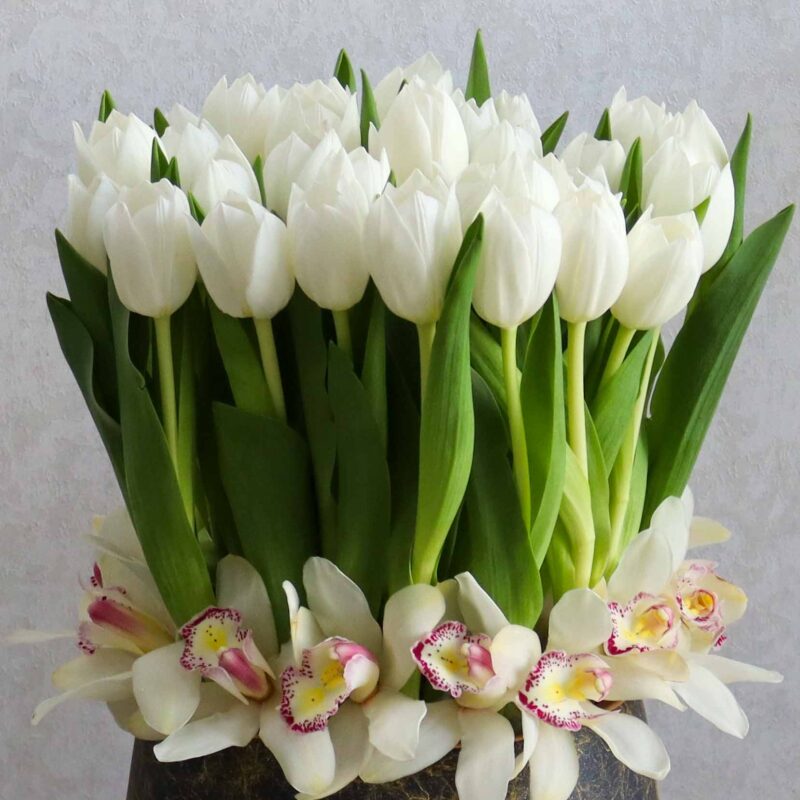 New Tulip White - Image 2