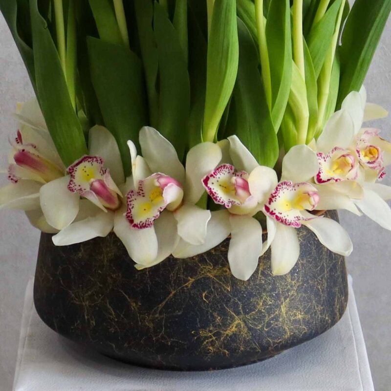 New Tulip White - Image 3