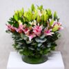 Blossom Lily