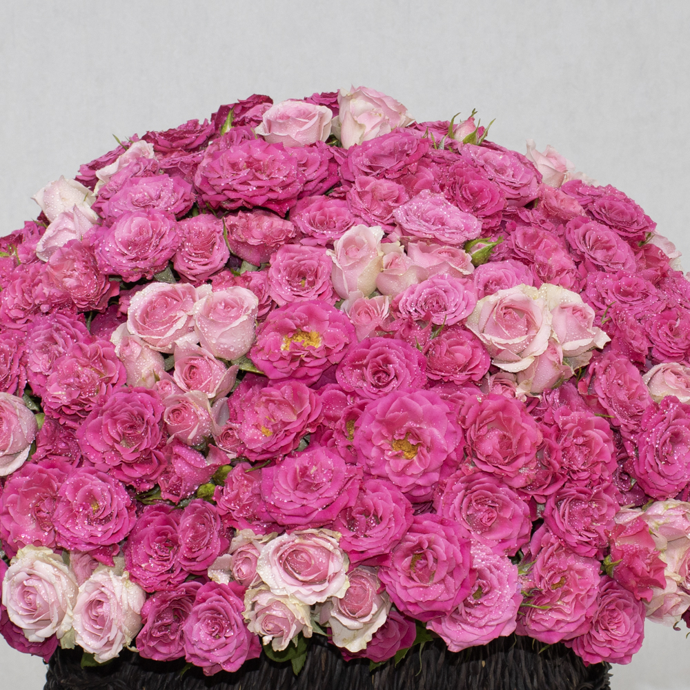 Special Fuchsia - Image 2