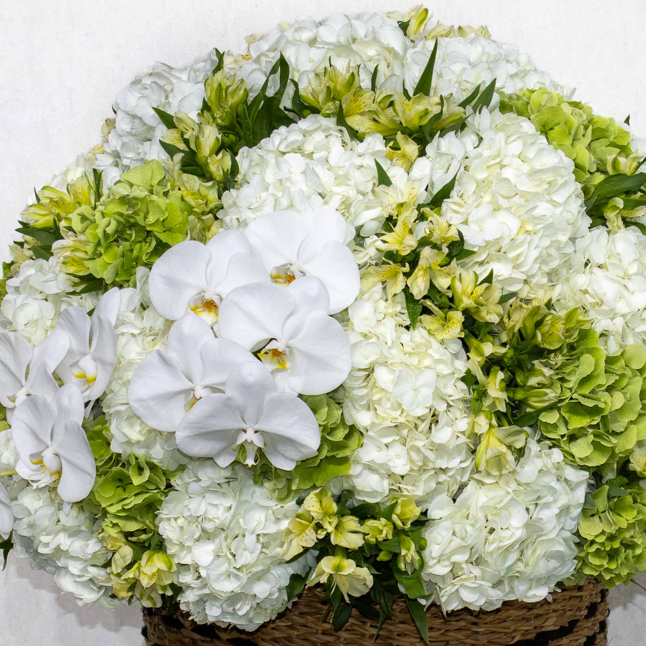 Big Bloom White - Image 2